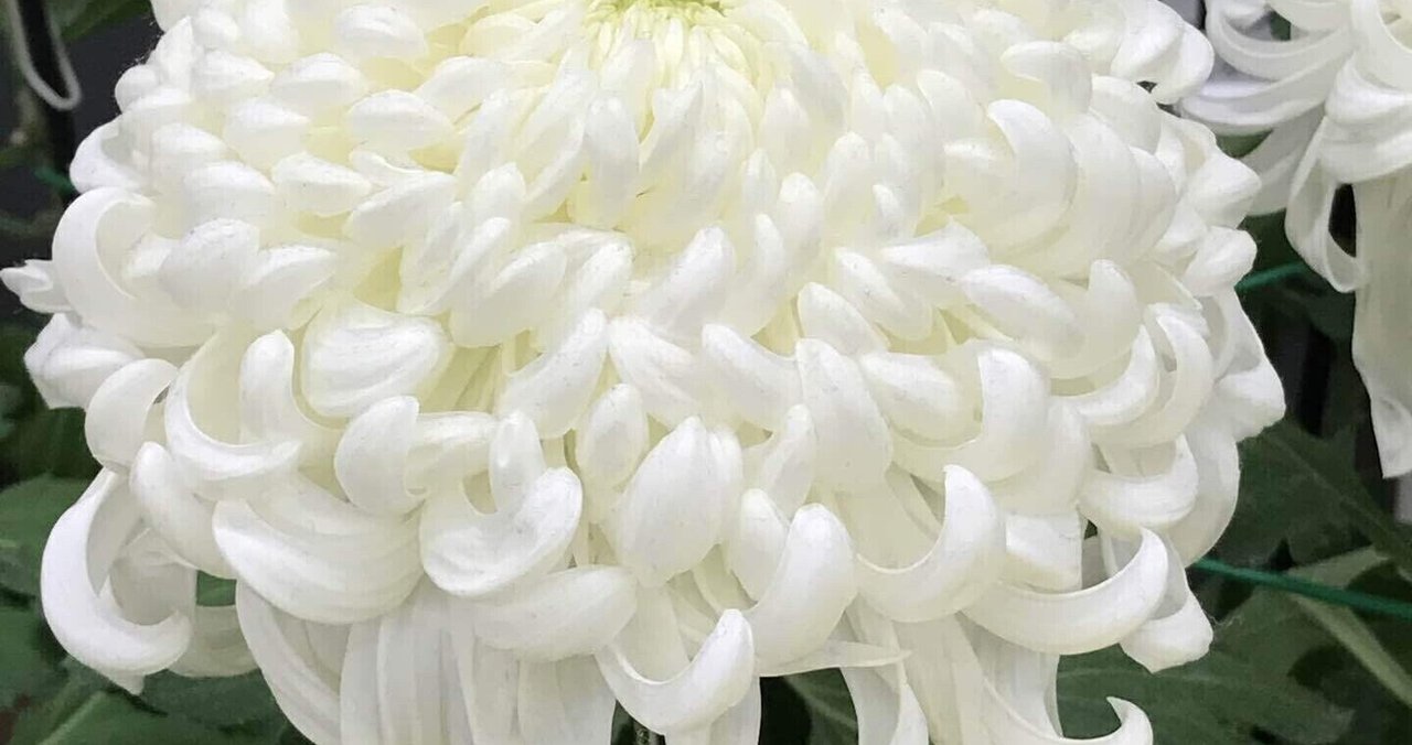 祈り花 の新着タグ記事一覧 Note つくる つながる とどける 祈り花 の新着タグ記事一覧 Note つくる つながる とどける