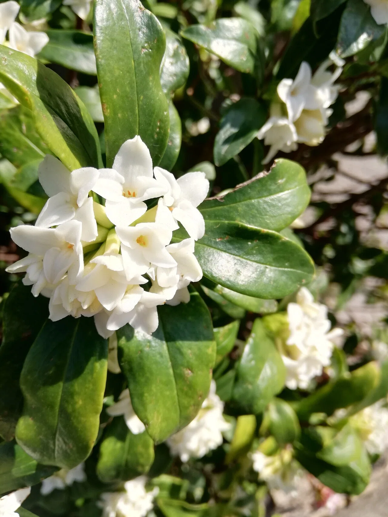道すがら チンチョウゲの香しい香り 花の香りは良いよね 五感で感じる春 井川いずみ Note