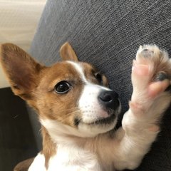 犬連れ海外移住 の新着タグ記事一覧 Note つくる つながる とどける 犬連れ海外移住 の新着タグ記事一覧 Note つくる つながる とどける