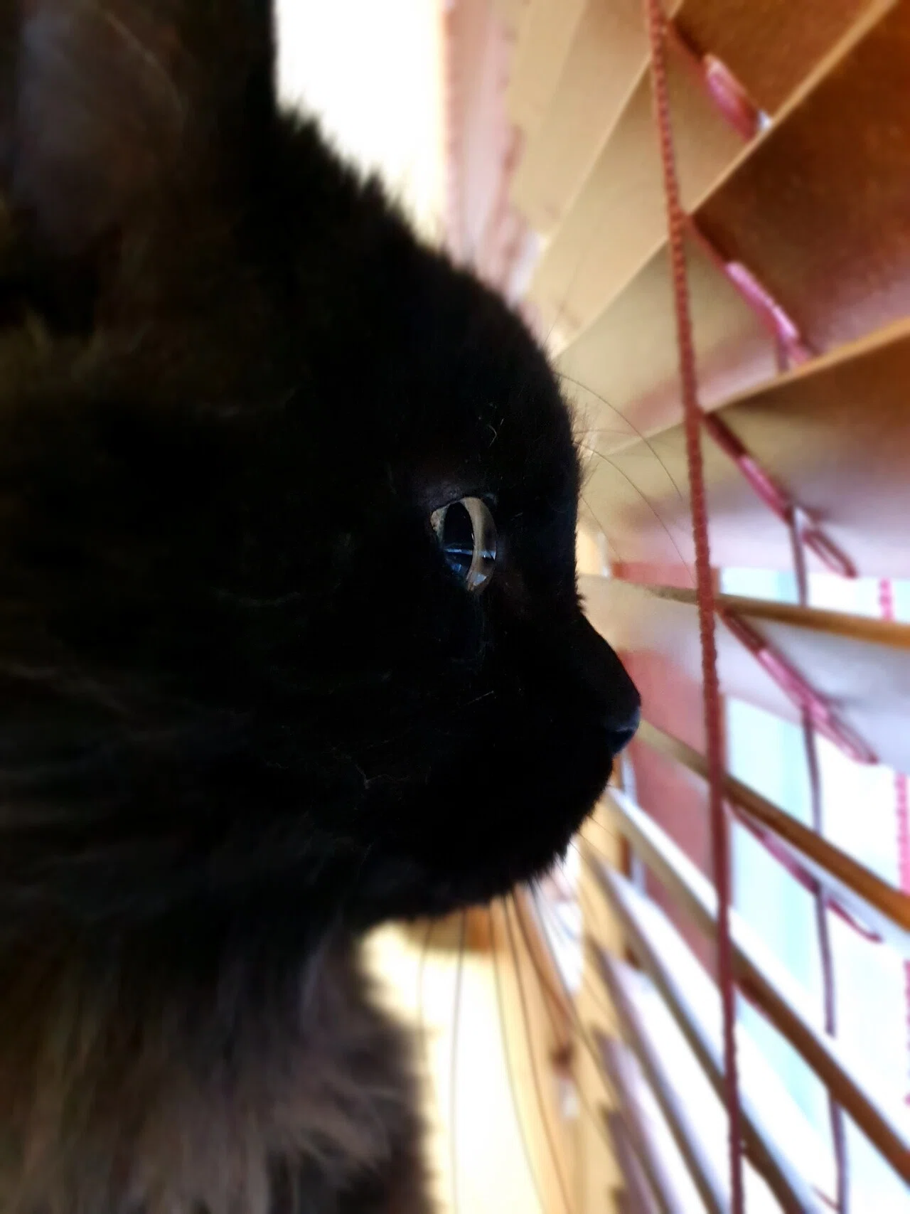 保護した黒猫を獣医に連れていった。オス猫で去勢手術済、マイクロ 
