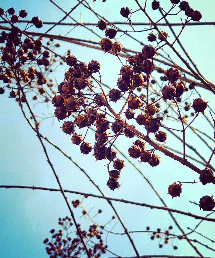 おはよーございます。

ふんわりのハレアサ。
百日紅が鈴みたいな実をカサコソリンと鳴らしておりました。
そろそろ今年仕様に変身しまっせ、のカサコソリンですね。

ワタシたちも変身しましょかね。
トゥッ！


#sky #spring #flower #love #moritaMiW #空 #サルスベリ #佳い一日の始まり