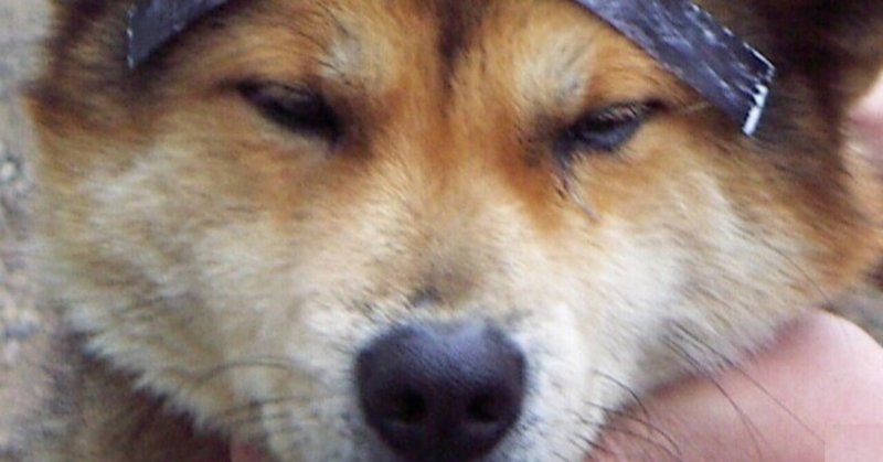 アホ犬 の新着タグ記事一覧 Note つくる つながる とどける アホ犬 の新着タグ記事一覧 Note つくる つながる とどける