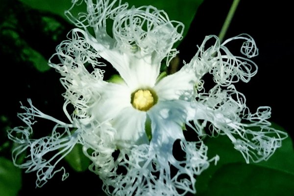 花言葉は 誠実 よき便り 男嫌い の新着タグ記事一覧 Note つくる つながる とどける 花言葉は 誠実 よき便り 男嫌い の新着タグ記事一覧 Note つくる つながる とどける
