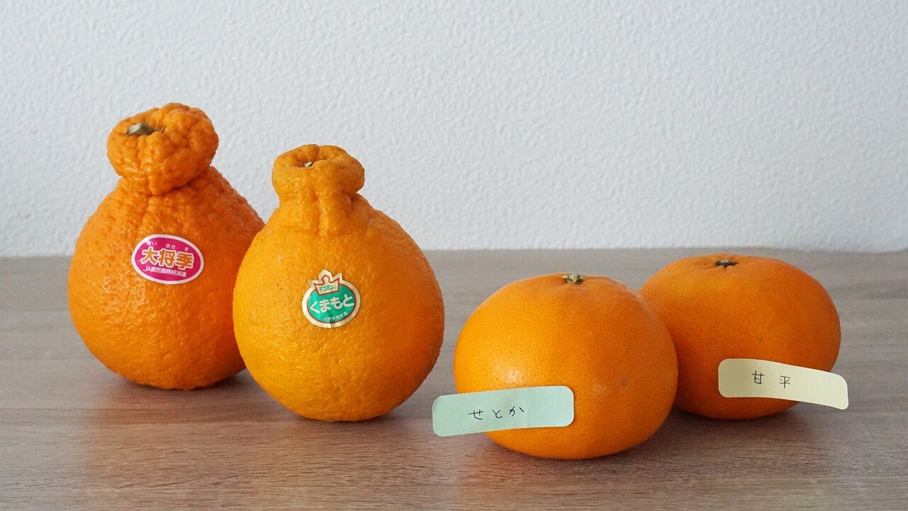 冬から春にかけては柑橘パラダイス 多種多様の柑橘を追いかけよ Ja全農 広報部 公式 Note 冬から春にかけては柑橘パラダイス 多種多様の柑橘を追いかけよ Ja全農 広報部 公式 Note