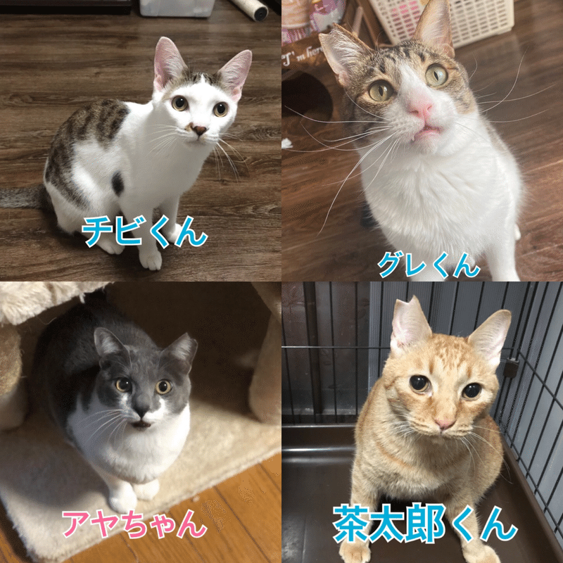 明日3 13 土 は宝塚市阪急逆瀬川駅近くで譲渡会 市営住宅で飼えなくなった11匹の猫達も3匹参加します にゃんこの里60家 Note