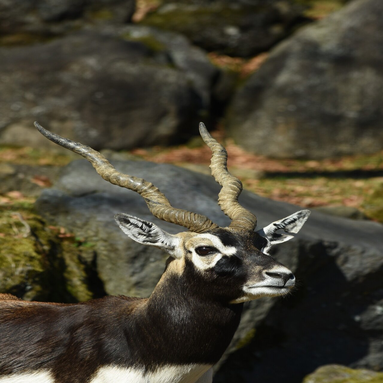 動物の アノ 部分に注目の いきもの写真館 シリーズ 第三弾は つの を追求します メディアパル Note