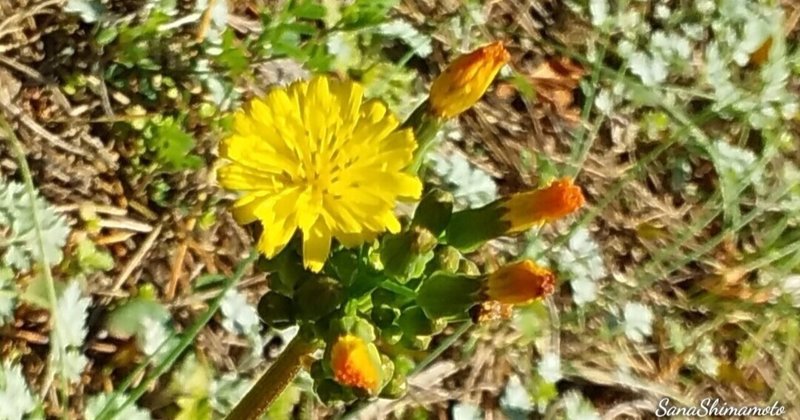 鬼田平子 おにたびらこ 島本紗成 しまもと さな Note