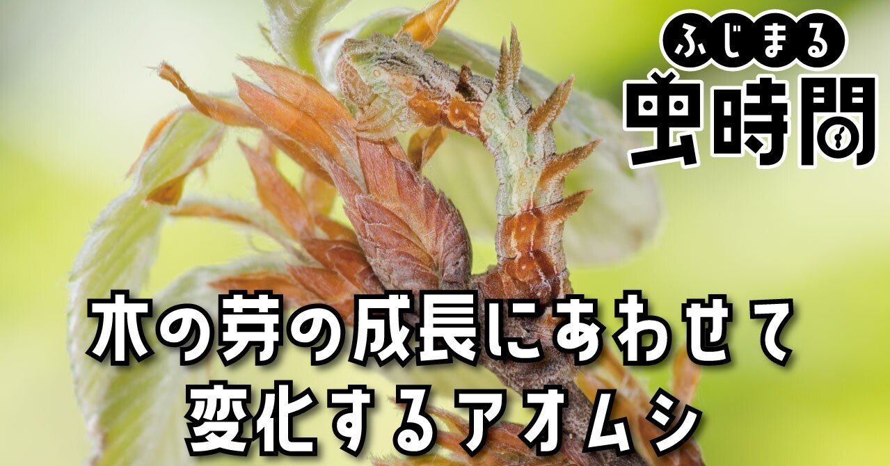 ふじまる虫時間 第8限 木の芽の成長にあわせて変化するアオムシ 映像制作会社つばめプロ Note ふじまる虫時間 第8限 木の芽の成長にあわせて変化するアオムシ 映像制作会社つばめプロ Note