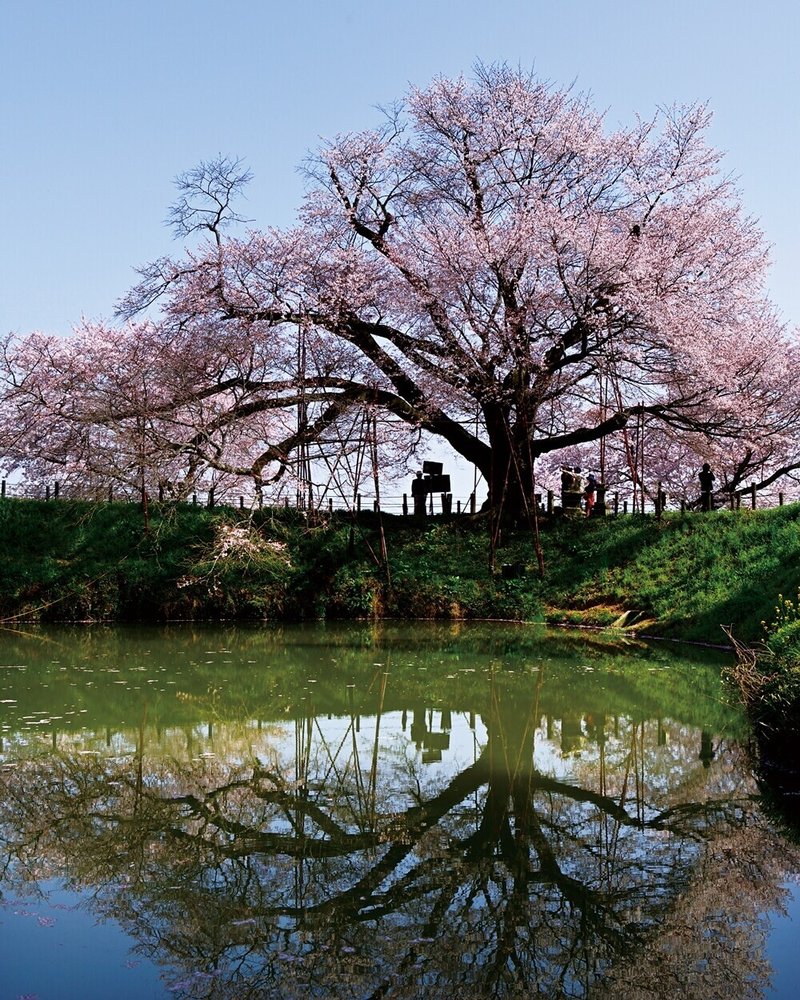 一度は見たい 孤高の一本桜 ほんのひととき Note