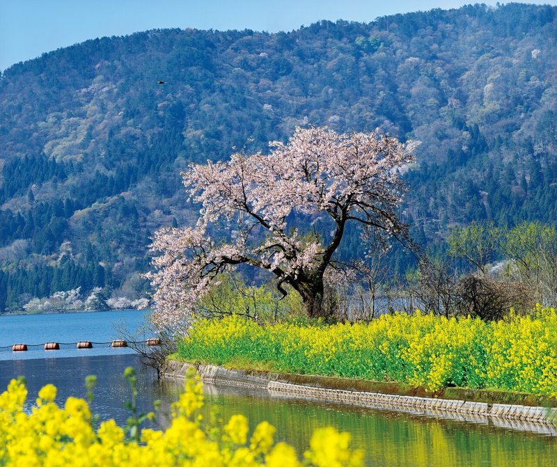 一度は見たい 孤高の一本桜 ほんのひととき Note