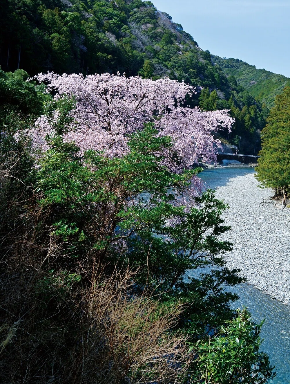一度は見たい！孤高の一本桜｜ほんのひととき