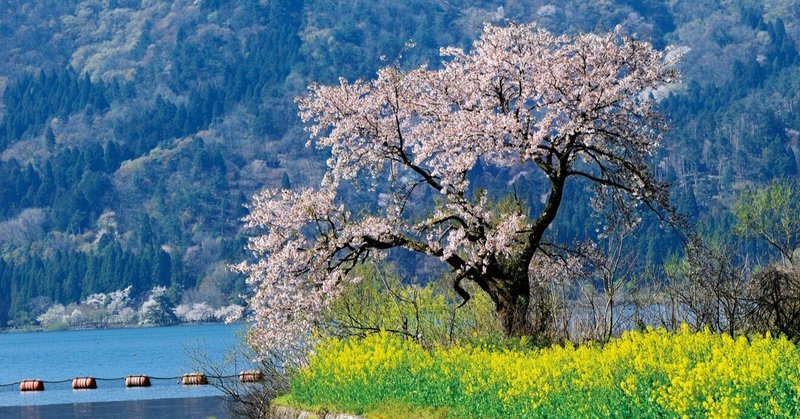 一度は見たい 孤高の一本桜 ほんのひととき Note