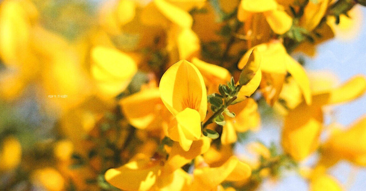 3月12日 誕生花は金雀枝 誕生花短歌 御子柴 流歌 Note 3月12日 誕生花は金雀枝 誕生花短歌 御子柴 流歌 Note