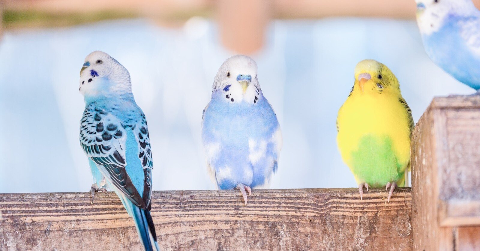 Reasons100 チャレンジ05 セキセイインコ 言葉するするサポーターまいまい 横山麻衣子 Note Reasons100 チャレンジ05 セキセイインコ 言葉するするサポーターまいまい 横山麻衣子 Note