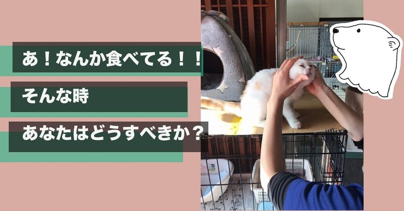 犬が猫が誤飲した！まずはやってほしいこと。　パート1