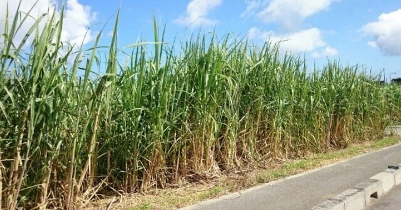 週末投稿 つれづれ有用植物 75 イネ科サトウキビ属 サトウキビ Pingubanana Note