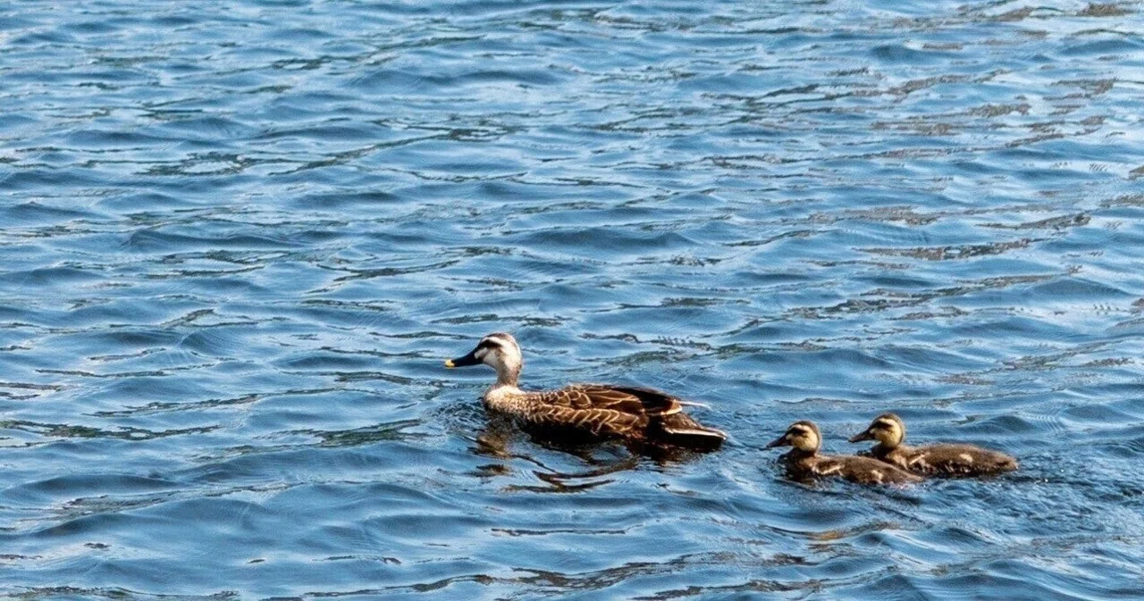 カモがぐるぐる回ってる 〜名付けて鴨スクリュー🦆🌀🦆｜Yukihiro🧸