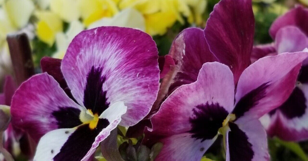 楽園ーfの物語 バックヤードー二人の王女 ブーケ Note 楽園ーfの物語 バックヤードー二人の王女 ブーケ Note