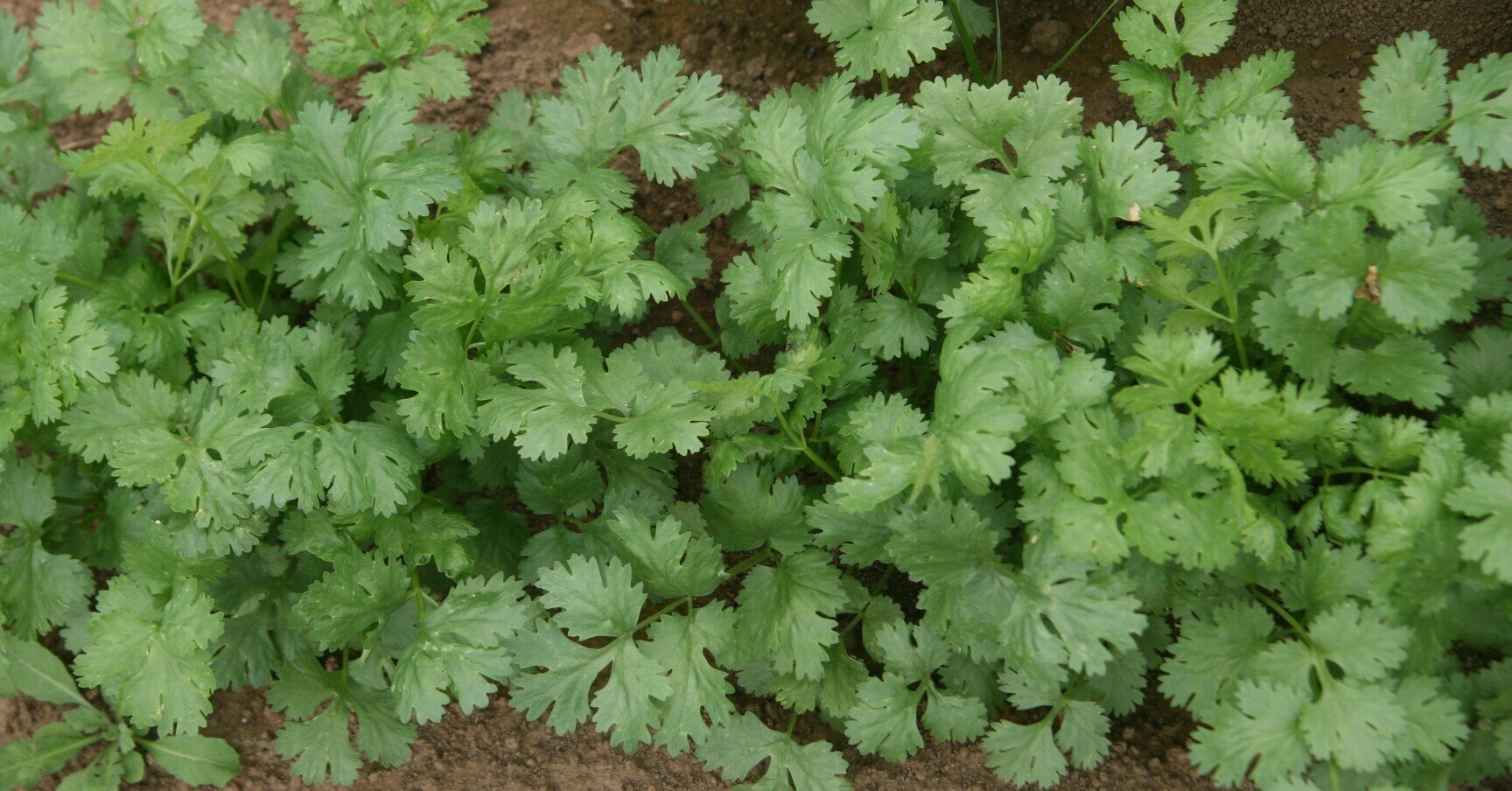 パクチー栽培に関するfaq というかpaq Paxi Note パクチー栽培に関するfaq というかpaq Paxi Note