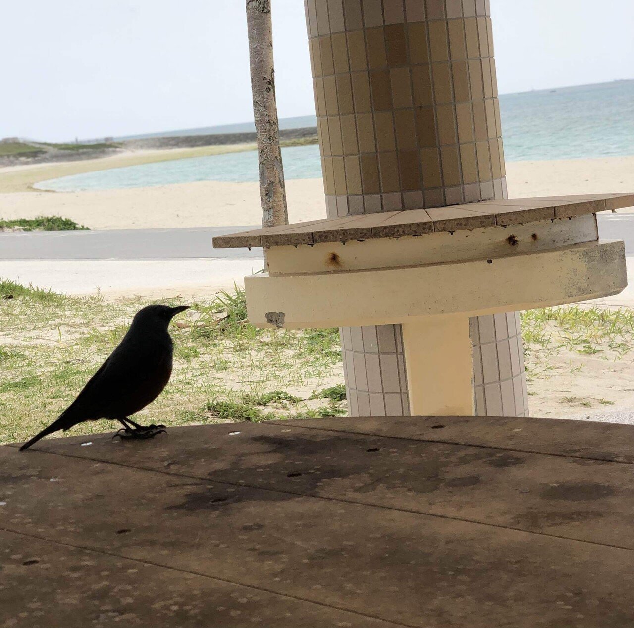 今日ビーチでゆったりとしていたら 僕が座っているテーブルに小鳥がやってきました なんて可愛いのでしょうか 人懐っこいので 写真を撮ったら結構いい感じになりました この写真が良かったら スキ を 屋嘉比才輝 大学生になるブロガー 相互フォロー