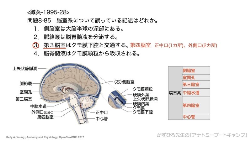 今日のプチ解剖 脳室系について誤っているのはどれ 黒澤一弘 Note 今日のプチ解剖 脳室系について誤っているのはどれ 黒澤一弘 Note