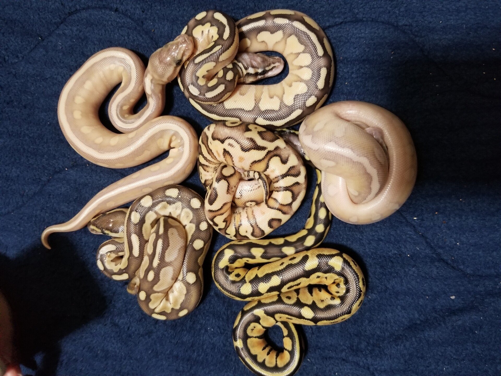 爬虫類 寿命 ボールパイソンの寿命 10年 30年 ブレブレ 理由 ミル エスカマスのちょっと変わった爬虫類の参考書 Note