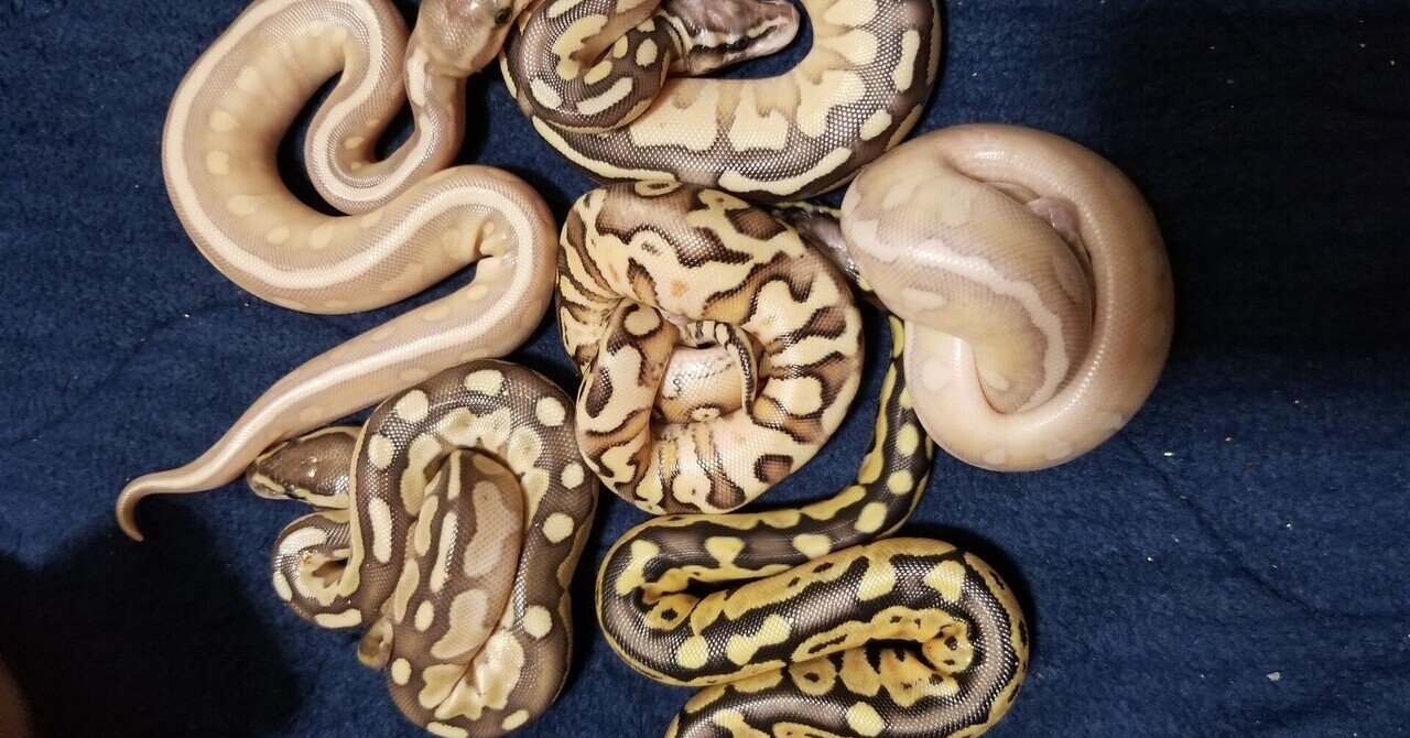 爬虫類 寿命 ボールパイソンの寿命 10年 30年 ブレブレ 理由 ミル エスカマスのちょっと変わった爬虫類の参考書 Note 爬虫類 寿命 ボールパイソンの寿命 10年 30年 ブレブレ 理由 ミル エスカマスのちょっと変わった爬虫類の参考書 Note