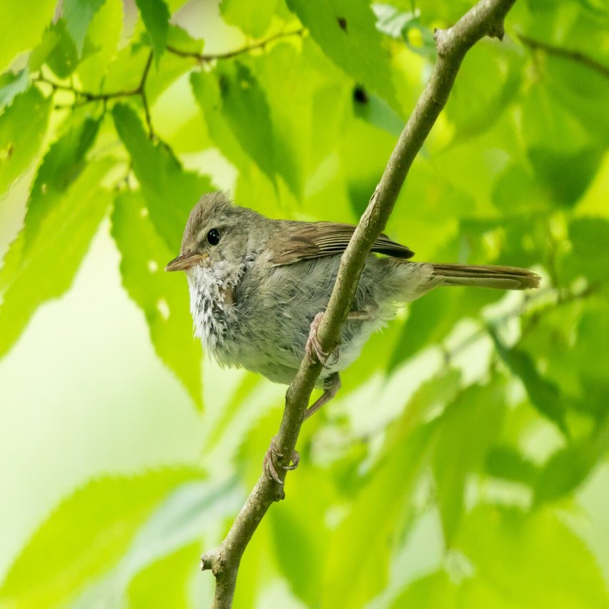 ホーホケキョ 鶯 ウグイス が鳴くのは春だけ 春告鳥 鶯の話 小野照崎神社 Note