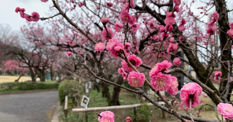 花見と和菓子とコーヒーと 宮川邦彦 Cafe旅人の木 Note