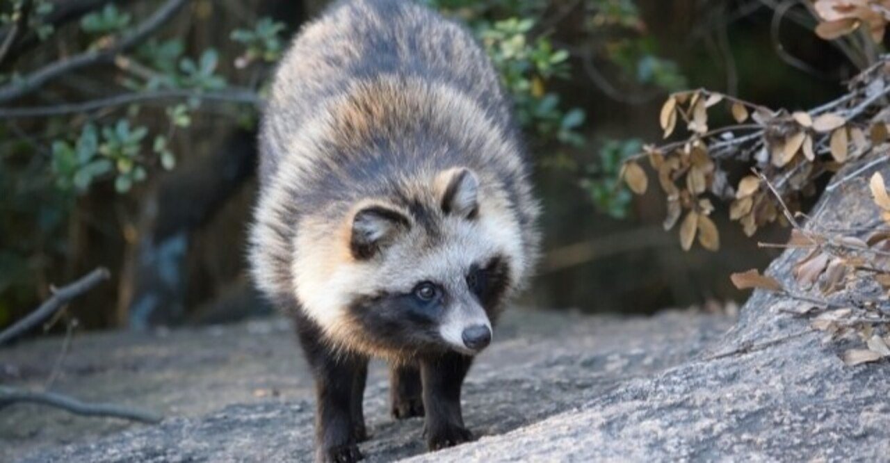 とらぬ狸の皮算用 に相当する英語とスペイン語での表現はどんなもの Sacha スペイン語 英語 日本語 Note とらぬ狸の皮算用 に相当する英語とスペイン語での表現はどんなもの Sacha スペイン語 英語 日本語 Note