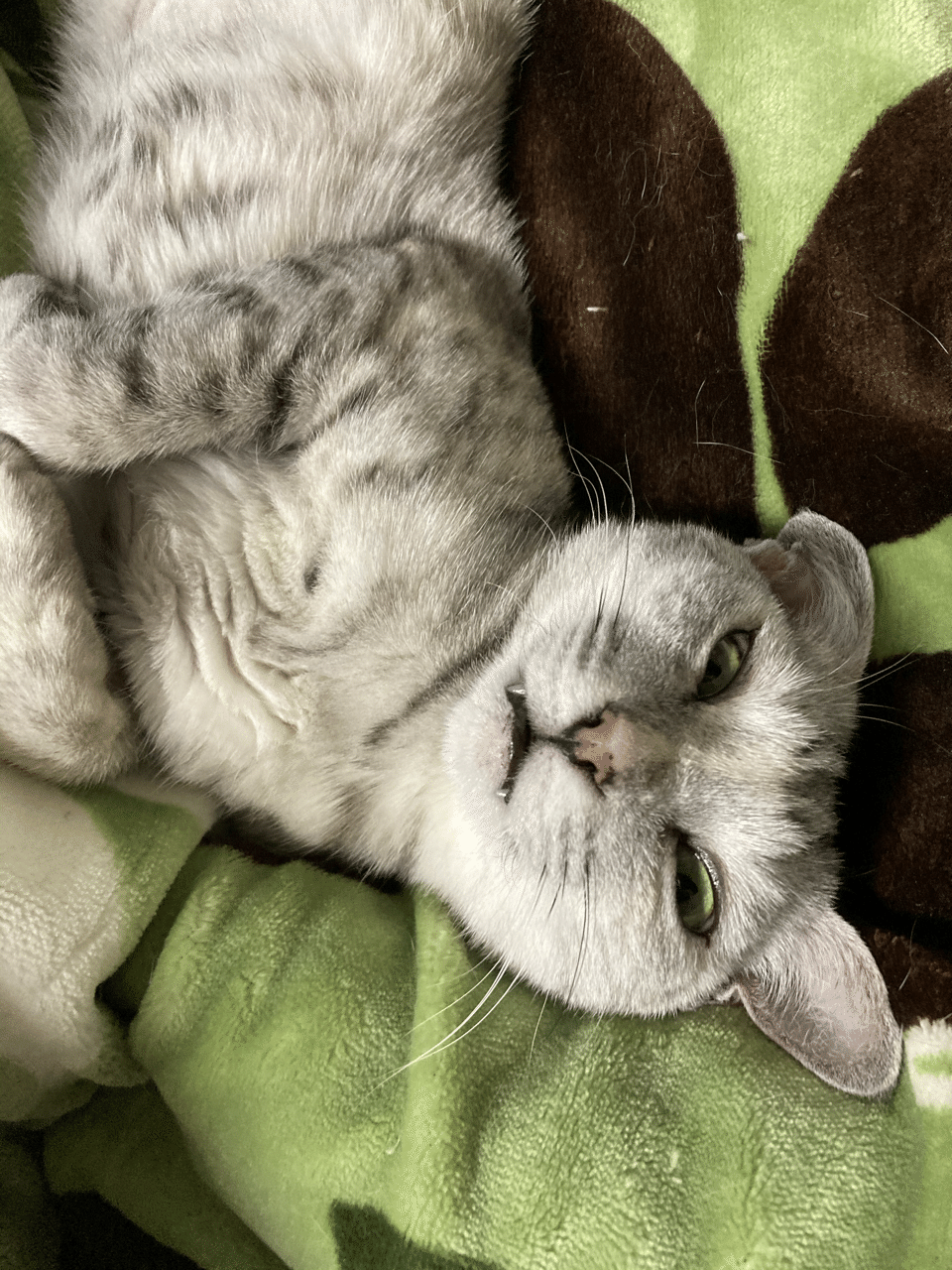 おはようございます 最近 たまちゃんが変顔 で寝ています あお向けで変顔で寝てる姿は笑えます 毎日 見ていて楽しいねこちゃんたちです では 本日もよろしくお願いします 今日も いい日だ 猫 いっせい ゴルフ 登山 農業で 健康を手に入れる Note