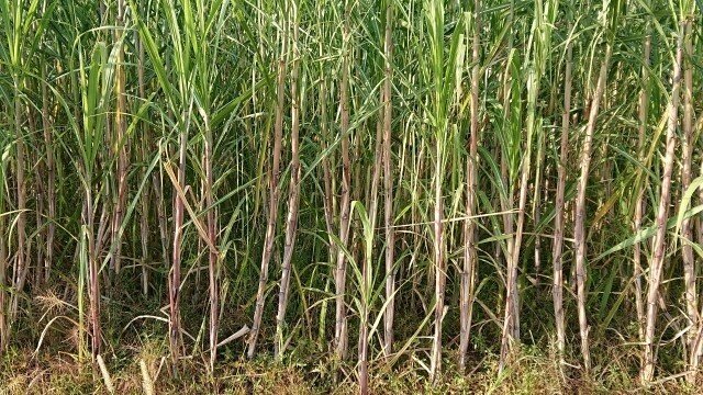週末投稿 つれづれ有用植物 75 イネ科サトウキビ属 サトウキビ Pingubanana Note