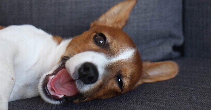犬連れ海外移住 の新着タグ記事一覧 Note つくる つながる とどける 犬連れ海外移住 の新着タグ記事一覧 Note つくる つながる とどける