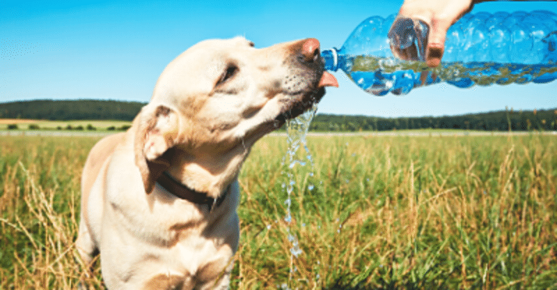 犬・猫にお水はどのくらい飲ませるべき？