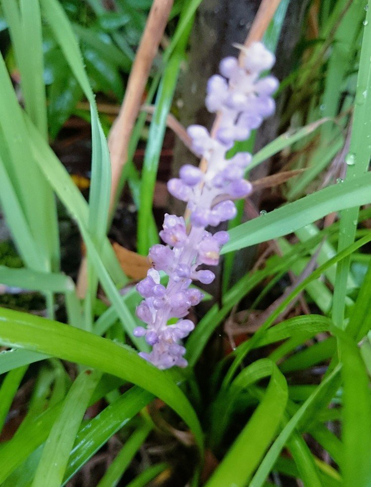 写真は竜の髭の花 の新着タグ記事一覧 Note つくる つながる とどける
