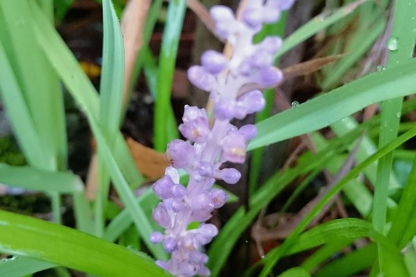 花言葉は変わらぬ想い不変の心深い思いやり の新着タグ記事一覧 Note つくる つながる とどける 花言葉は変わらぬ想い不変の心深い思いやり の新着タグ記事一覧 Note つくる つながる とどける