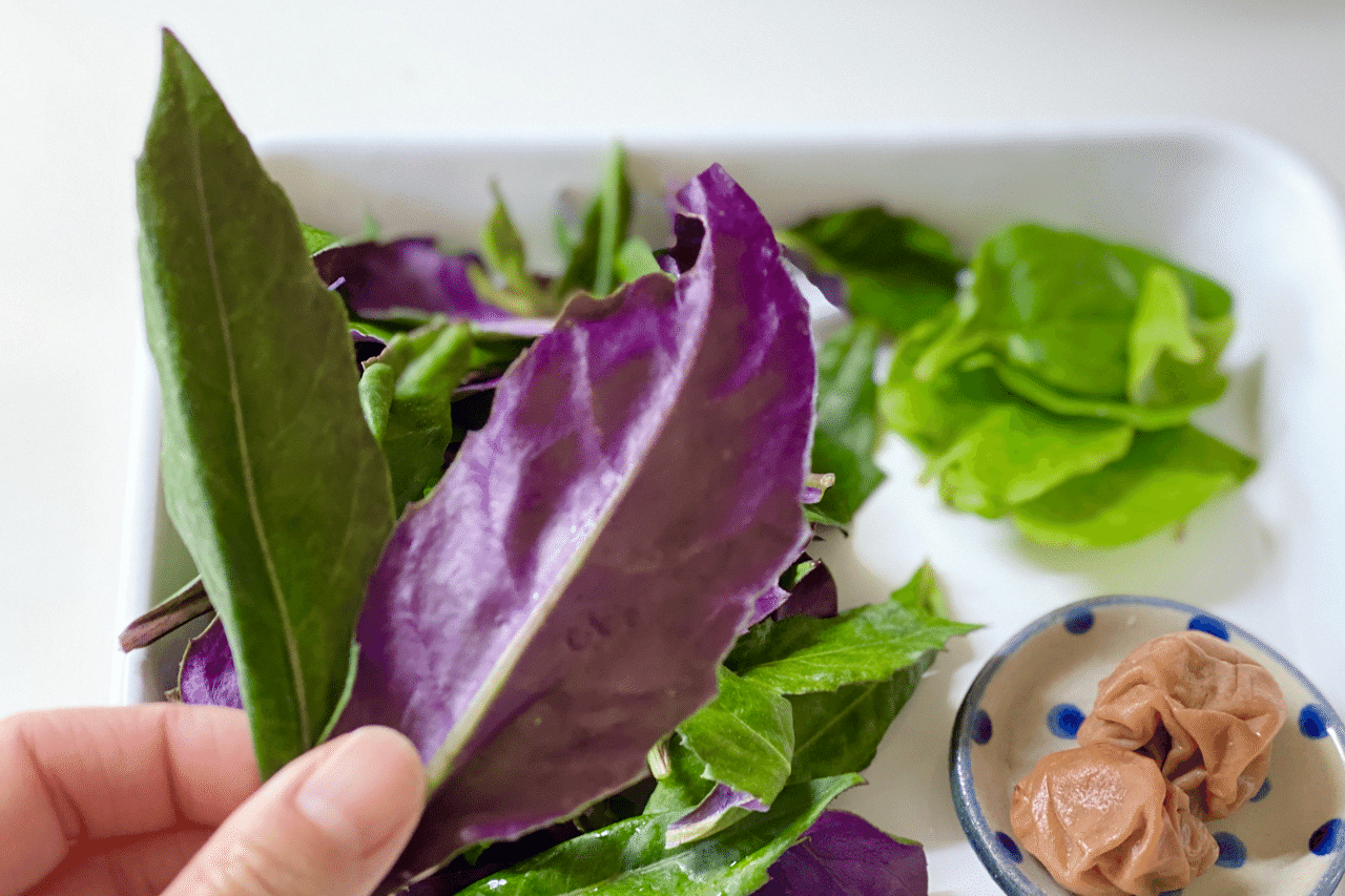 ハンダマ は梅ごはんで 愛すべき島野菜 そしてハーブ 玉城久美子 食 暮らし 沖縄 Note ハンダマ は梅ごはんで 愛すべき島野菜 そしてハーブ 玉城久美子 食 暮らし 沖縄 Note