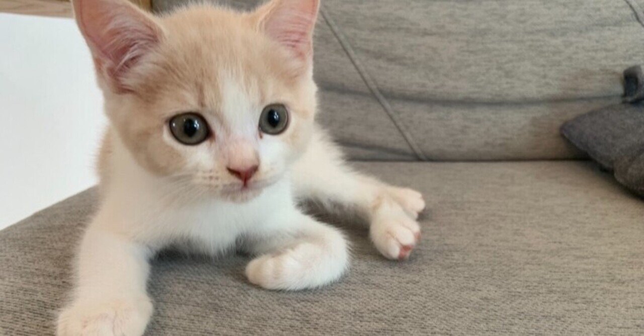 猫の先天性心膜横隔膜ヘルニア手術について ほたての飼い主 夫 Note
