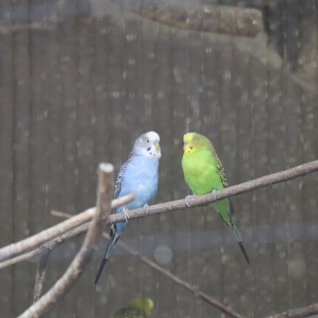 デブ鳥同士 魚部カフェ セキセイインコはなぜ正面衝突を避けれるのか 名無しのアデリーペンギン Note デブ鳥同士 魚部カフェ セキセイインコはなぜ正面衝突を避けれるのか 名無しのアデリーペンギン Note