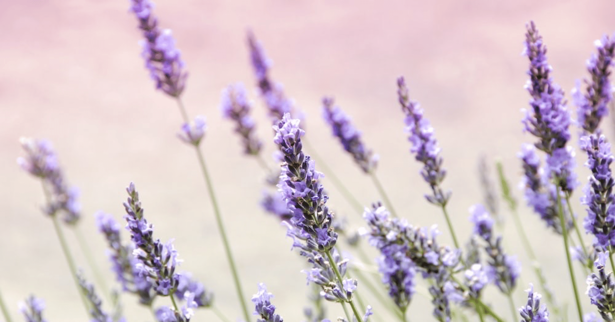 きつい印象を解決 やわらかい話し方をする3つ方法 博多弁の幸あれこ 現役フリーアナウンサー Note