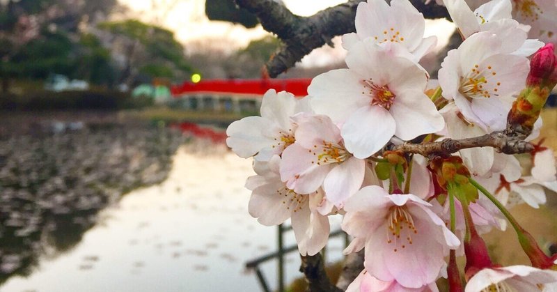 桜前線、ちょっと急ぎすぎ！(だんご屋のお赤飯むすび編)