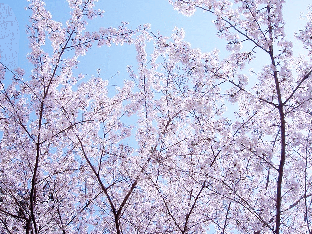 今さら人に聞けない桜の話 青0才 Note 今さら人に聞けない桜の話 青0才 Note