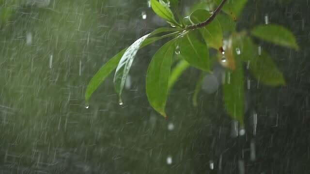 雨の日の植物