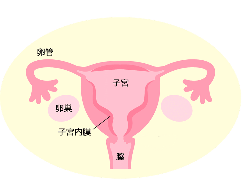 薬学系vtuberとたのしく学ぶ女の子の生理 Virtual Logue Note