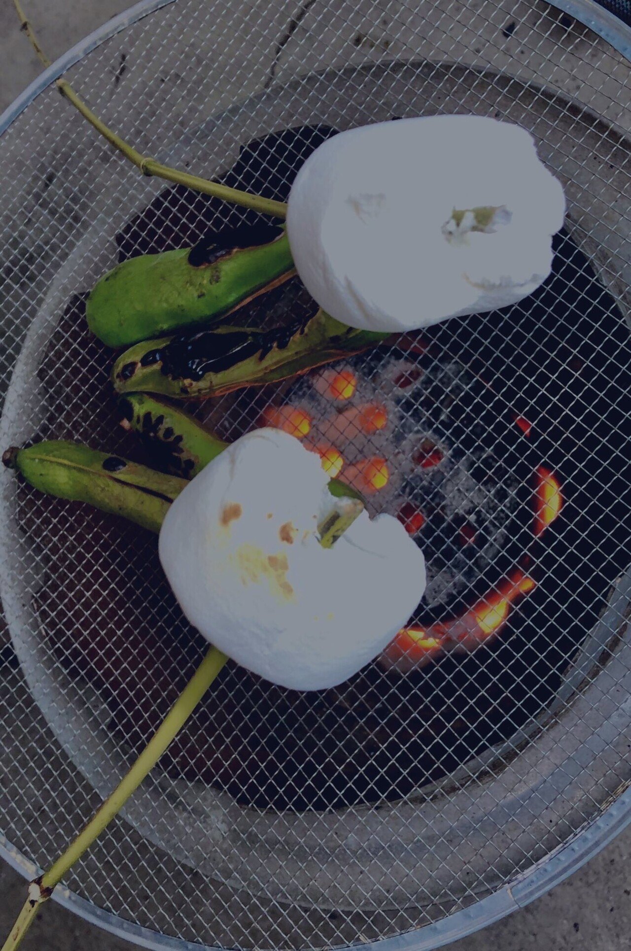 父上の命日である 焼きマシュマロなんて 食べた事あっただろうか なんだか白いチューリップみたい 花言葉 失われた愛 ほう ならばひっくり返そう 春雷 忘却の壺を割り 全ては孵る 並鬼 左世子 Note