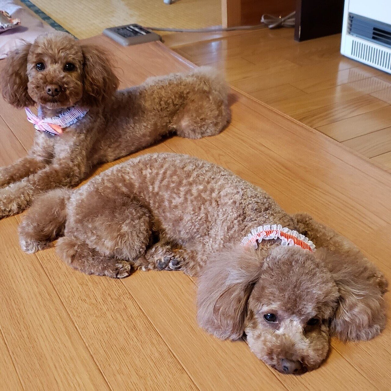 今日はピンキーとキラーズ トリミングに行ってくると サービスでスカーフとか可愛くつけてくれますの 今日はピンキーとキラーズでしたわ わかる方はかなり昭和 トリミング トイプードルレッド まるち Note