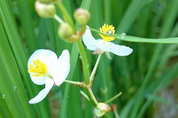 花言葉は高潔信頼 の新着タグ記事一覧 Note つくる つながる とどける 花言葉は高潔信頼 の新着タグ記事一覧 Note つくる つながる とどける