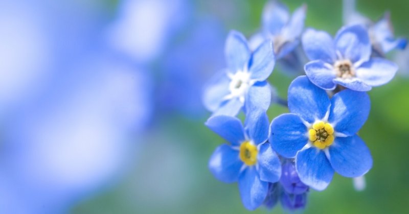 君が教えてくれた Forget Me Not 勿忘草 宮永千恵 Note
