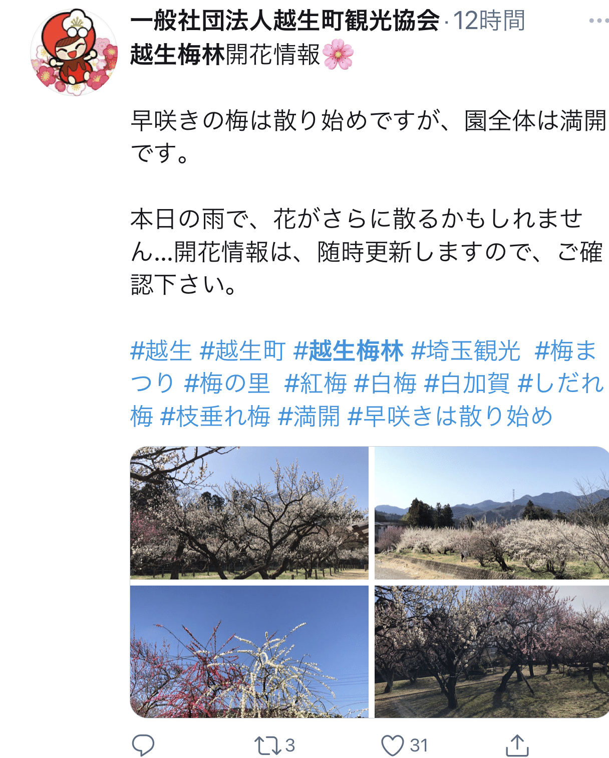 越生梅林梅の花 魁雪の話 雨上がりの梅を観にいきましょう Kazuhiko Note