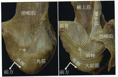 肩関節周囲炎を診る上で必要な知識④靱帯、滑液包｜小林 博樹